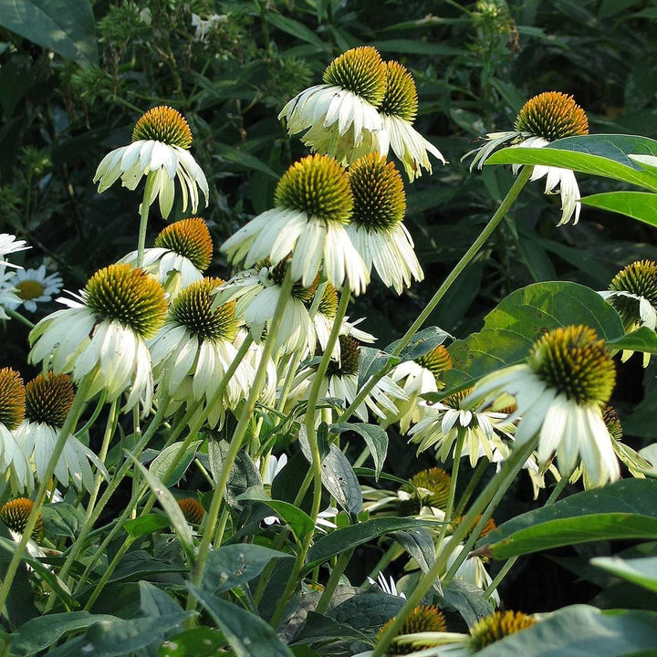 Echinacea purpurea 'White Swan'