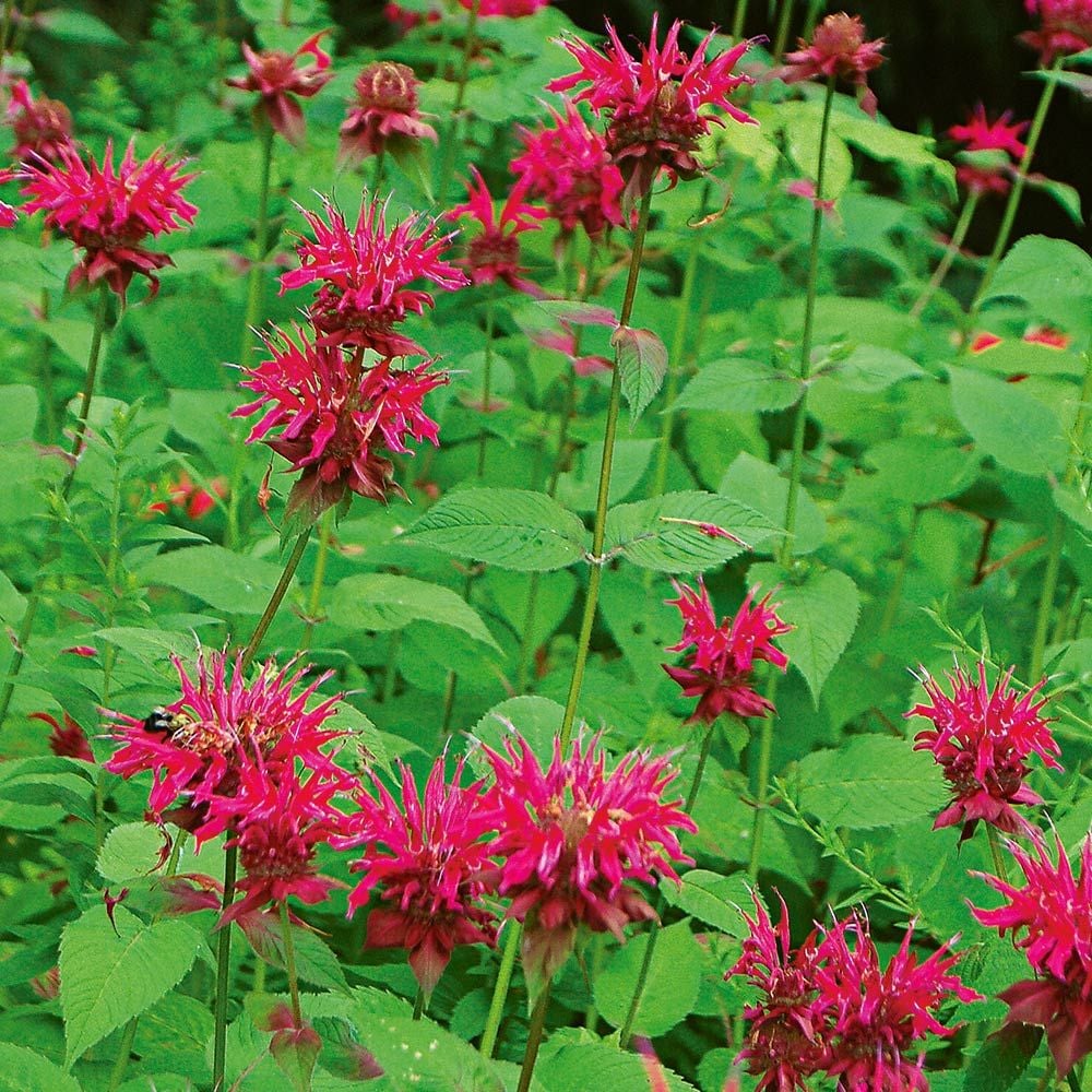 Long-Season Hummingbird Garden