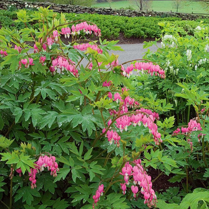 Lamprocapnos spectabilis