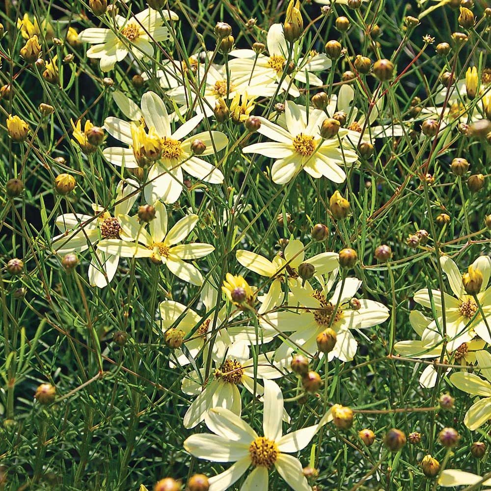 Coreopsis verticillata 'Moonbeam'