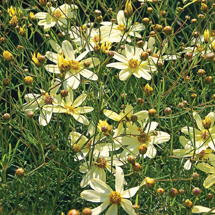 Coreopsis verticillata 'Moonbeam'