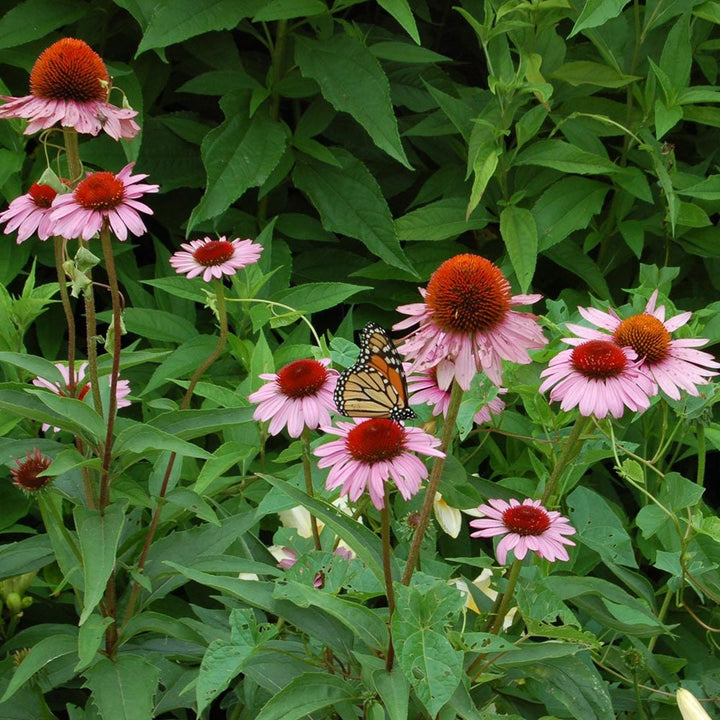 Echinacea purpurea 'Magnus'