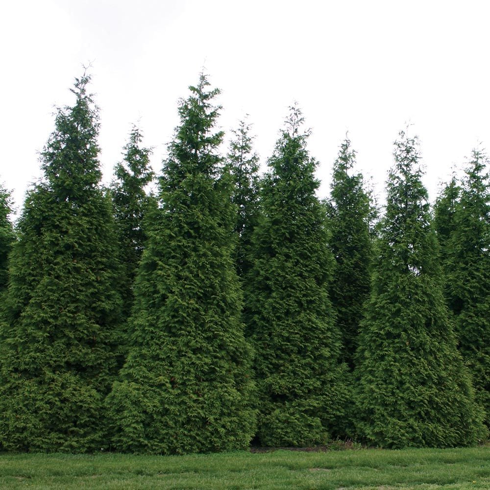 Thuja 'Green Giant'
