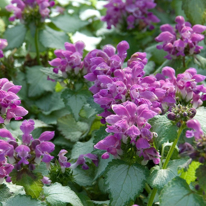 Lamium maculatum 'Purple Dragon'