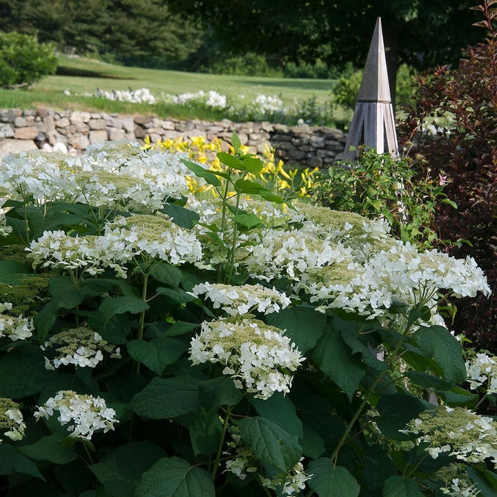 Hydrangea arborescens 'Haas' Halo'