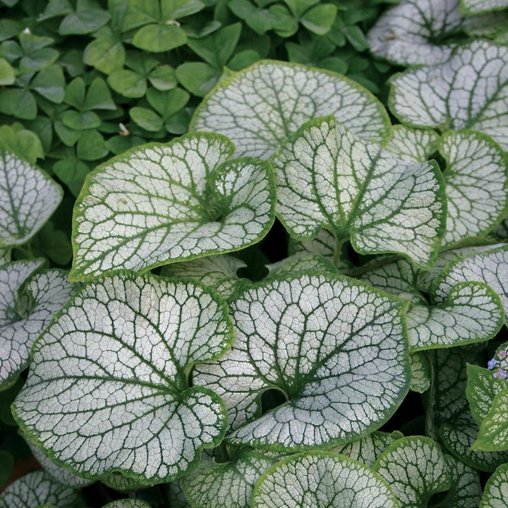 Brunnera macrophylla 'Jack Frost'
