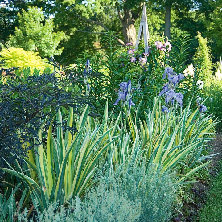 Iris pallida 'Variegata Aurea'