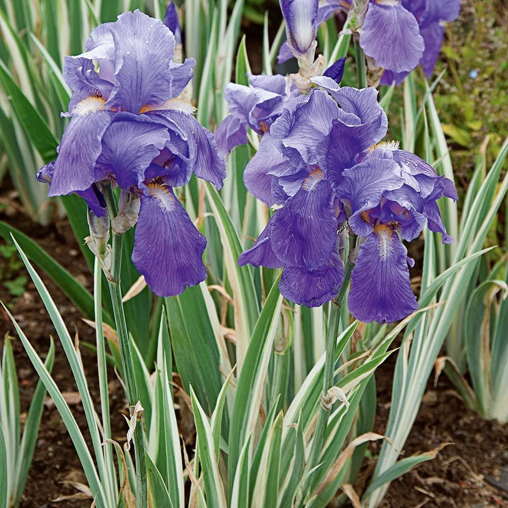 Iris pallida 'Argentea Variegata'