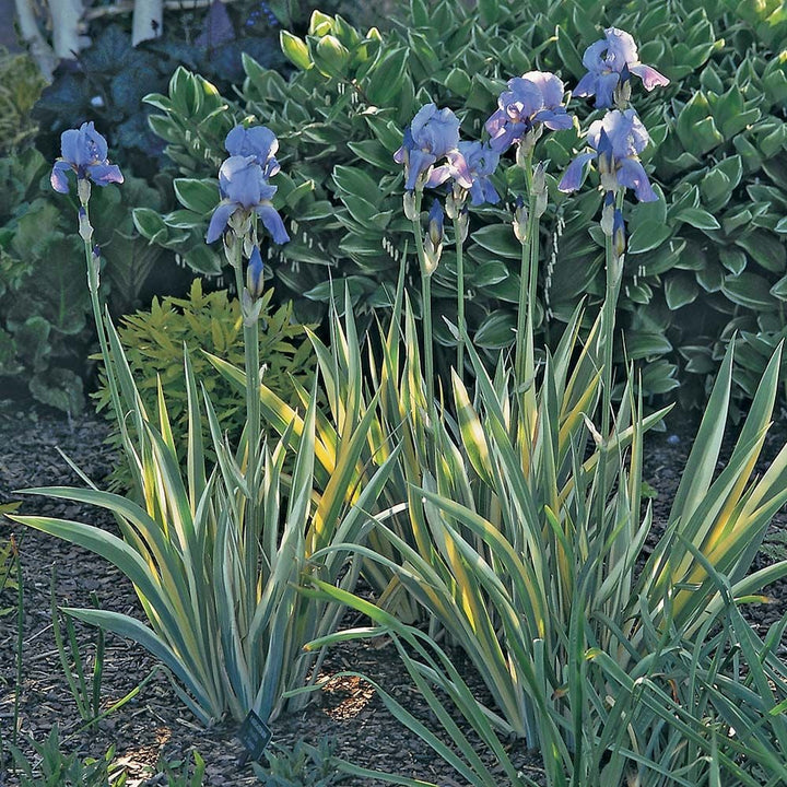 Iris pallida 'Variegata Aurea'