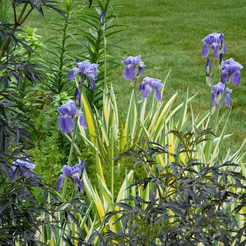 Iris pallida 'Variegata Aurea'