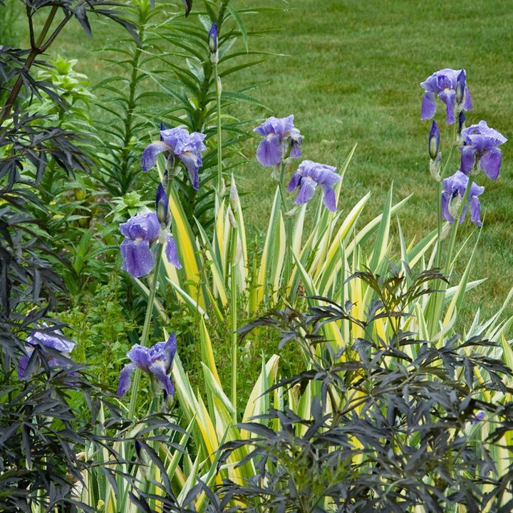 Iris pallida 'Variegata Aurea'