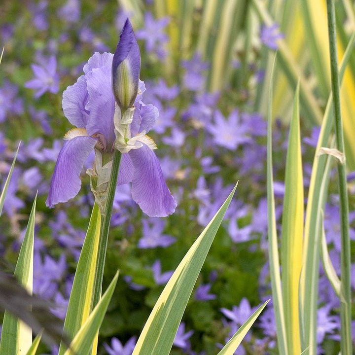 Iris pallida 'Variegata Aurea'