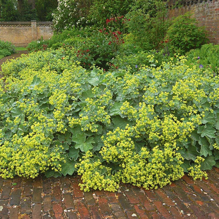 Alchemilla mollis