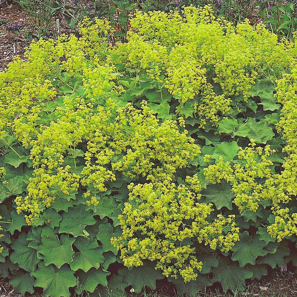 Alchemilla mollis