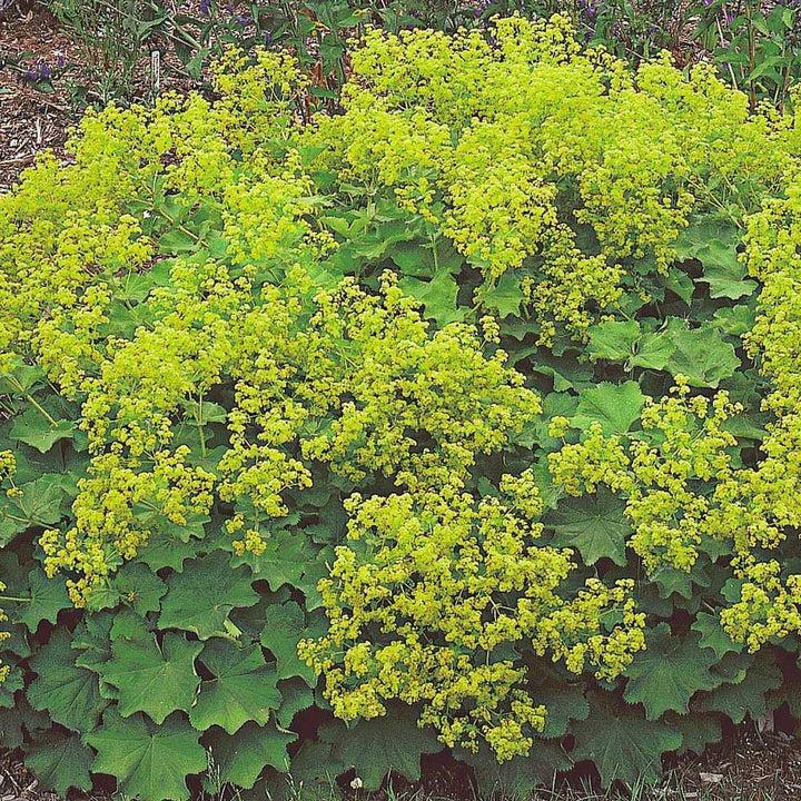 Alchemilla mollis