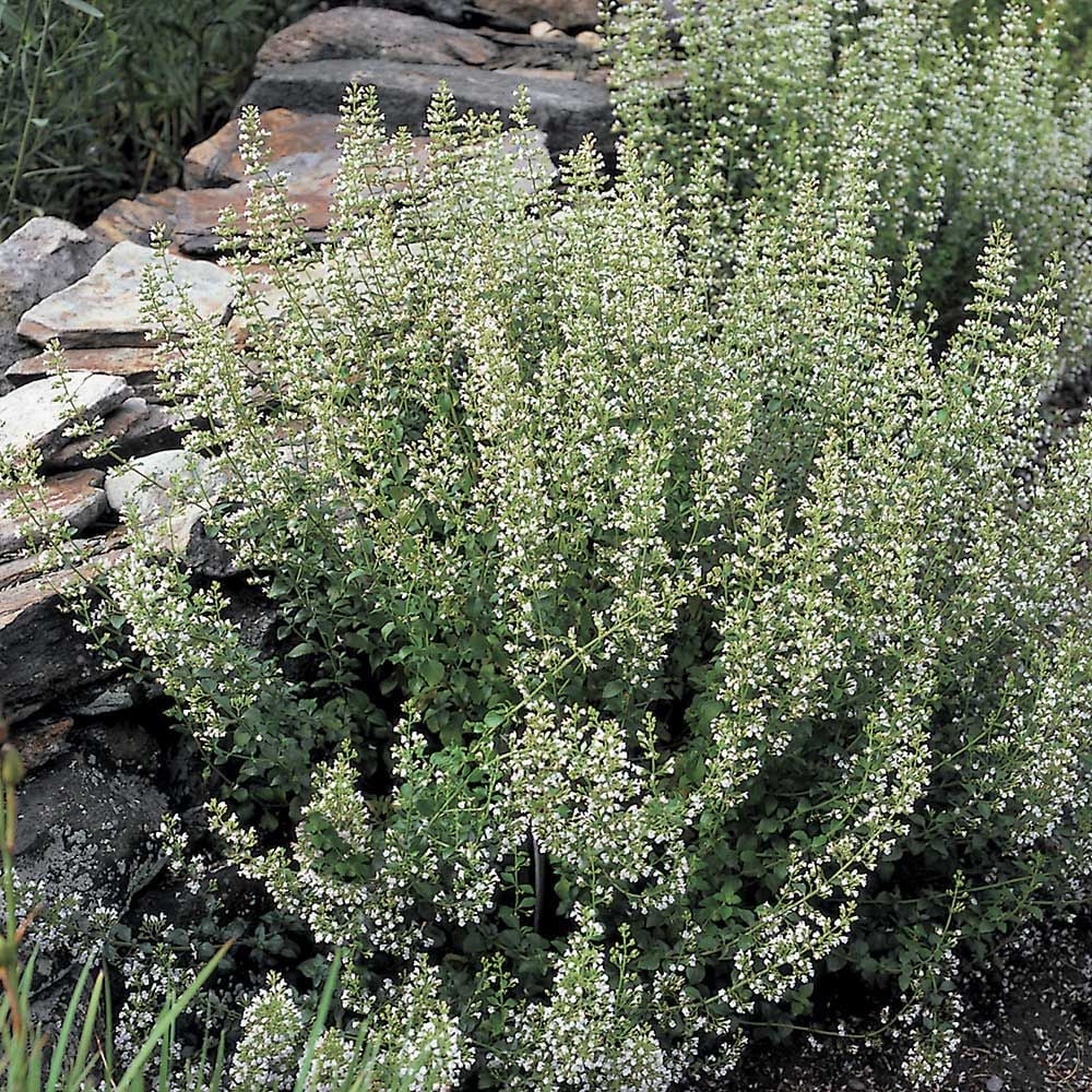 Calamintha nepeta subsp. nepeta
