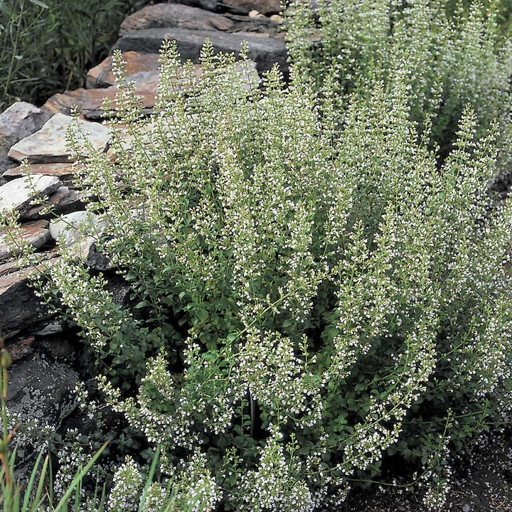 Calamintha nepeta subsp. nepeta