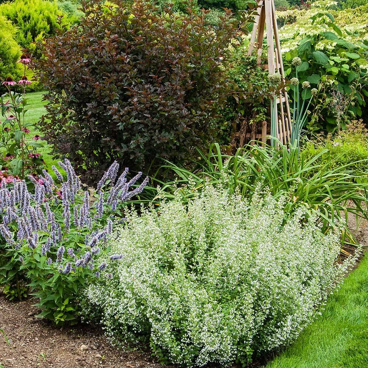 Calamintha nepeta subsp. nepeta