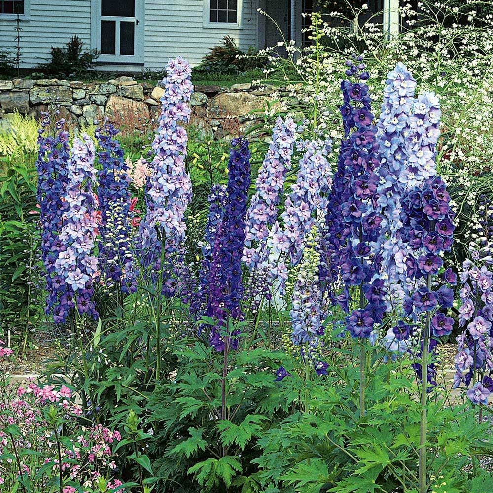Delphinium elatum Magic Fountains Strain