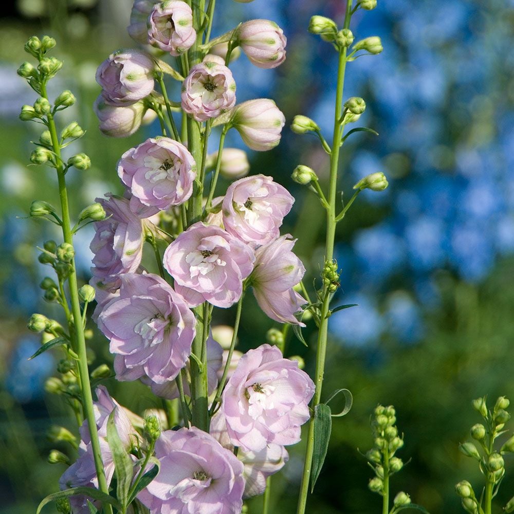 Delphinium elatum Magic Fountains Strain