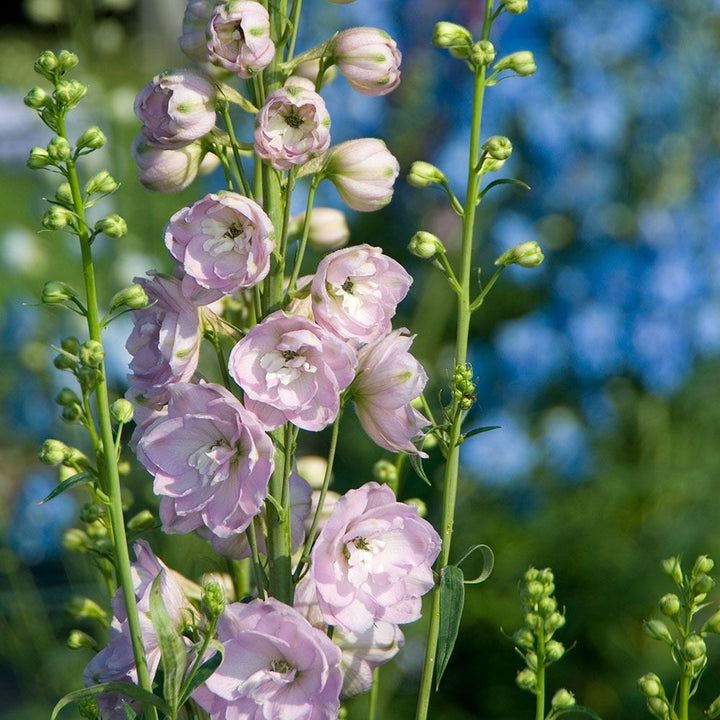 Delphinium elatum Magic Fountains Strain