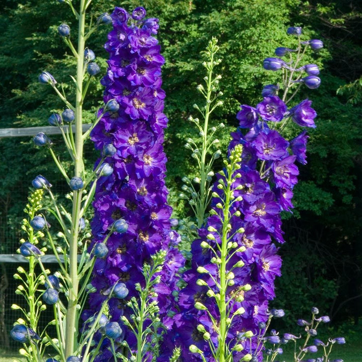 Delphinium elatum Magic Fountains Strain