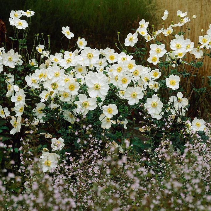 Anemone 'Honorine Jobert'
