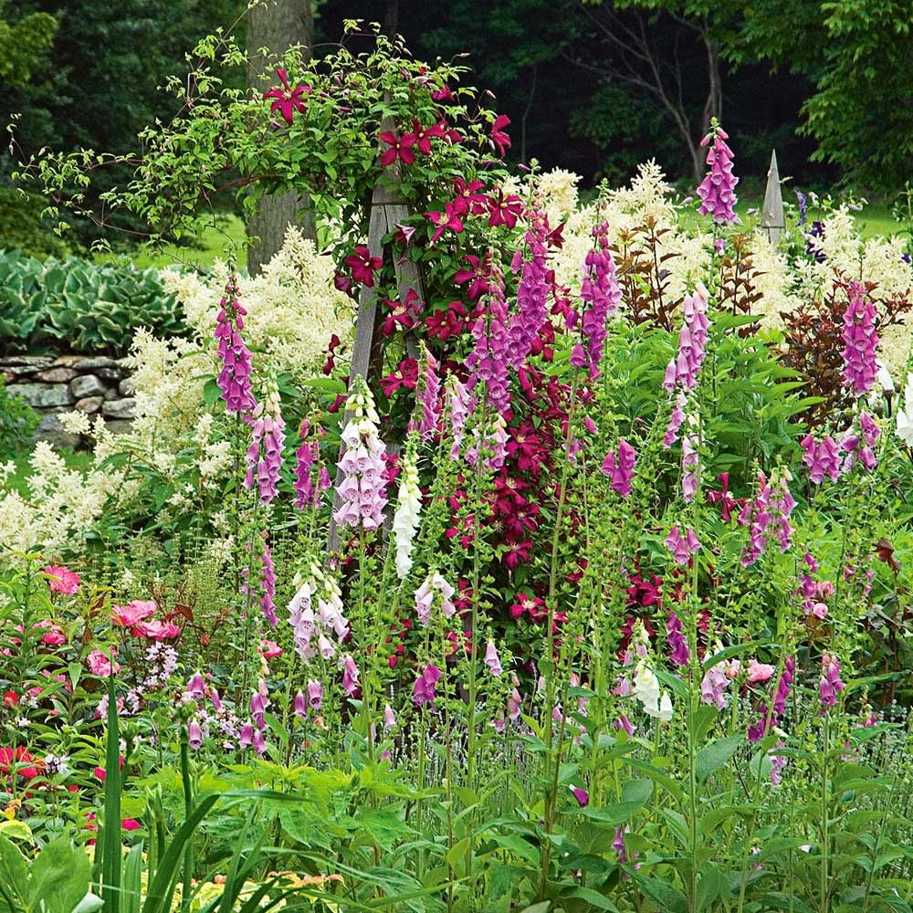 Digitalis purpurea Excelsior Hybrids