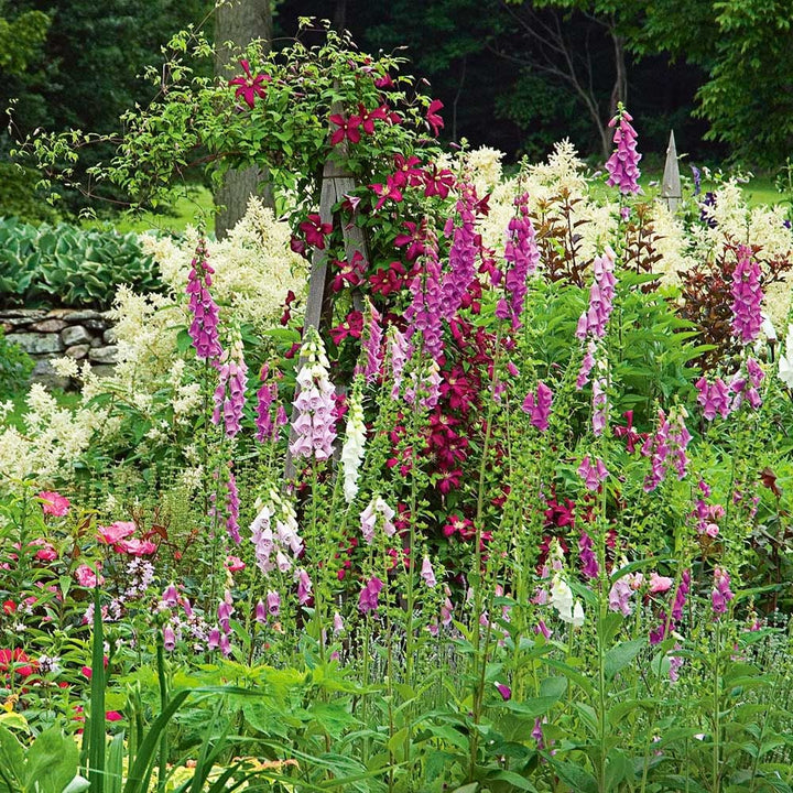 Digitalis purpurea Excelsior Hybrids