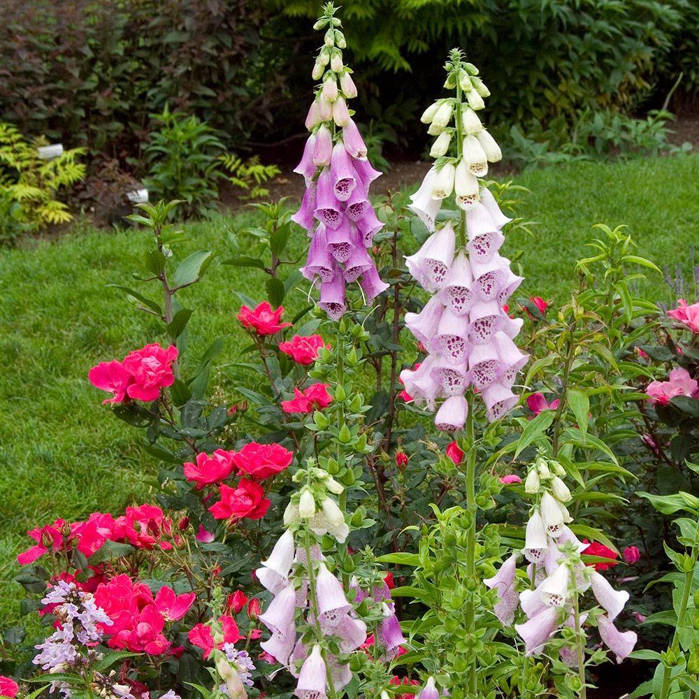 Digitalis purpurea Excelsior Hybrids