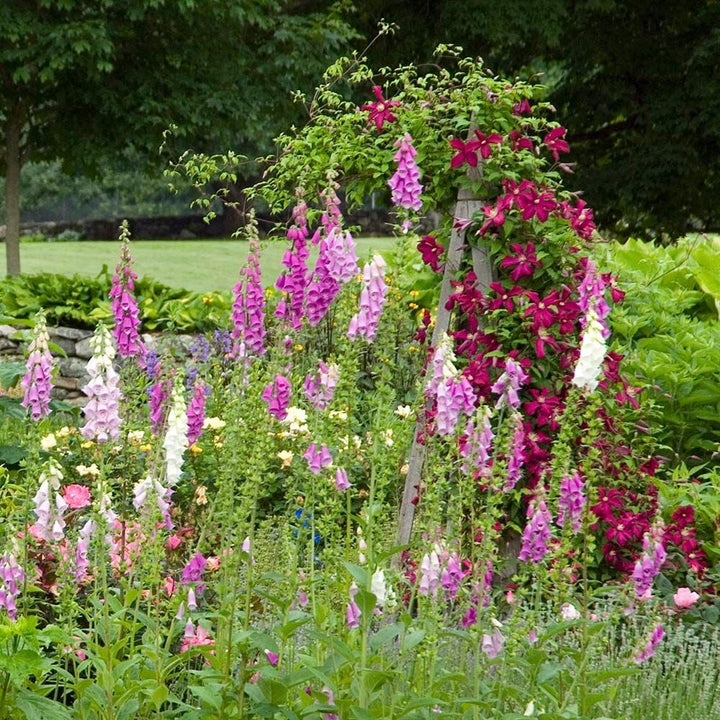 Digitalis purpurea Excelsior Hybrids