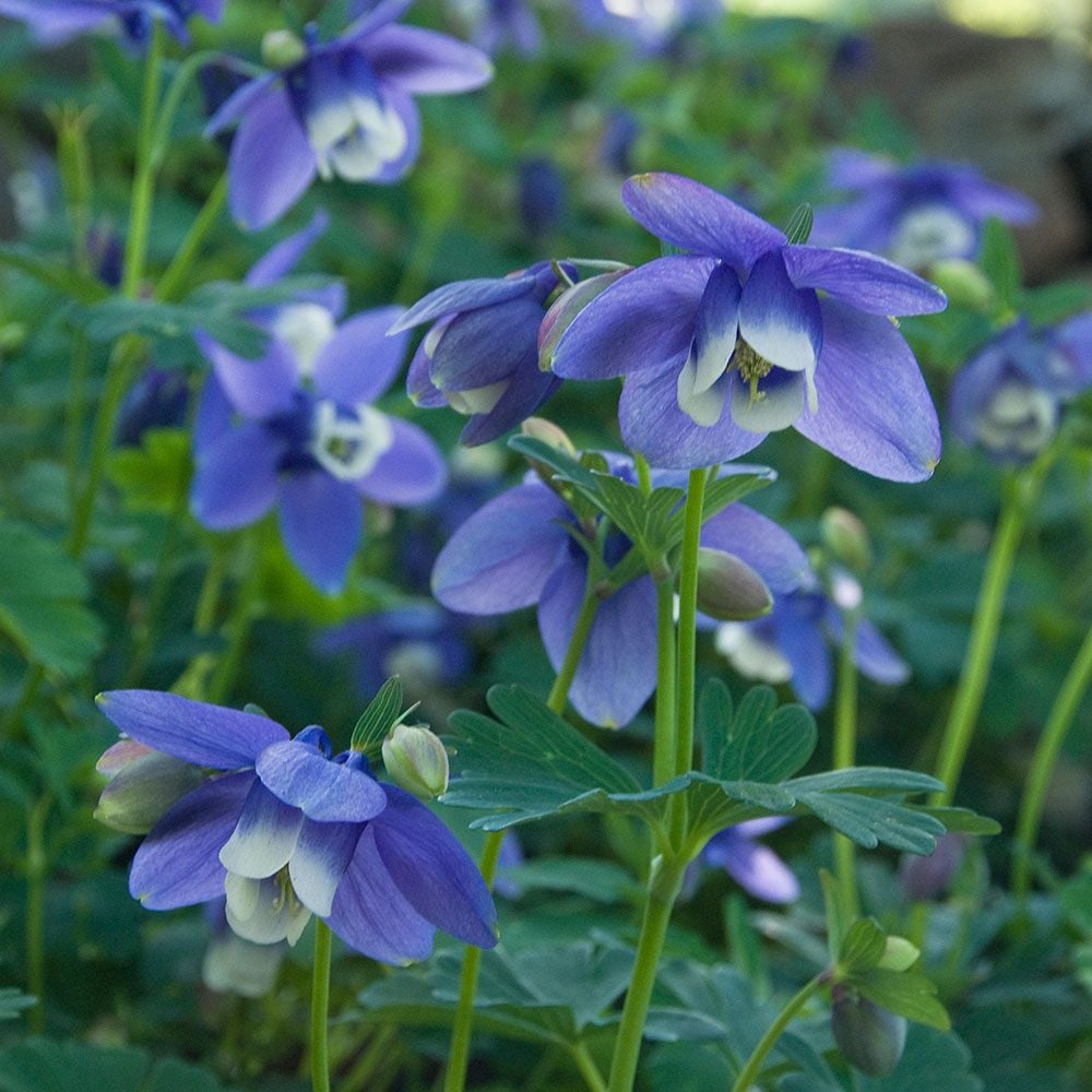 Aquilegia 'Blue Butterflies'