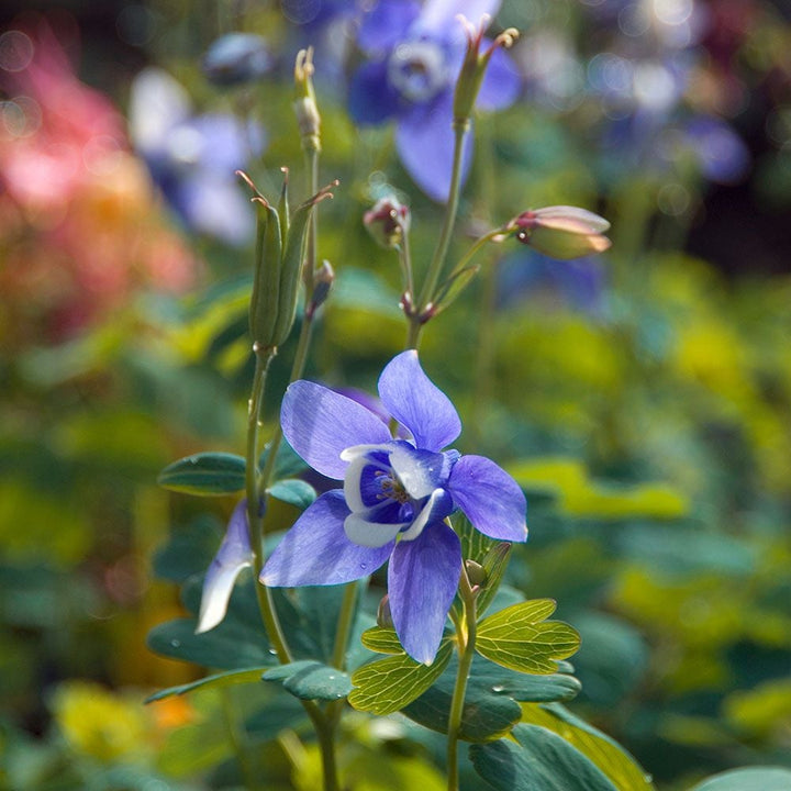 Aquilegia 'Blue Butterflies'