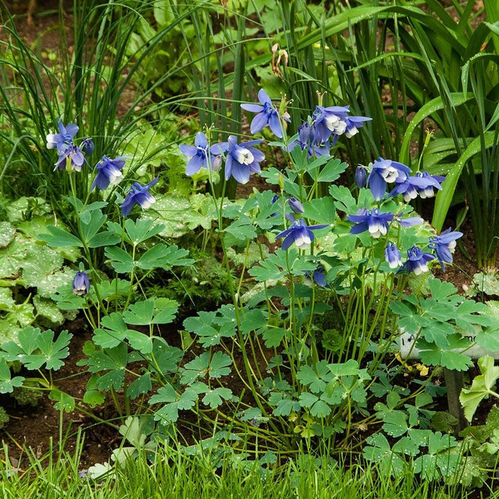 Aquilegia 'Blue Butterflies'