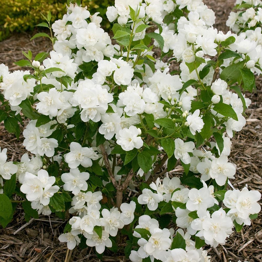 Philadelphus Snow White Sensation® – White Flower Farm