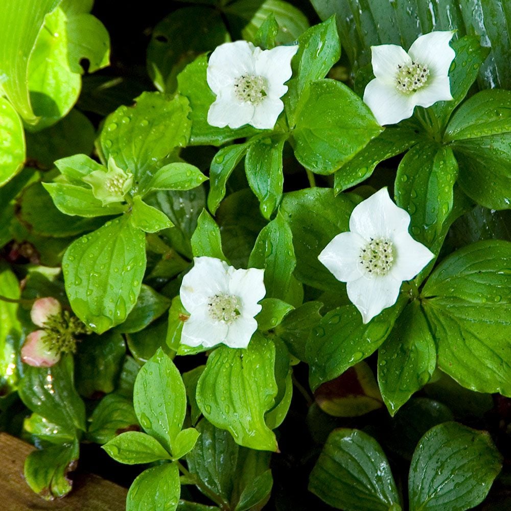 Cornus canadensis