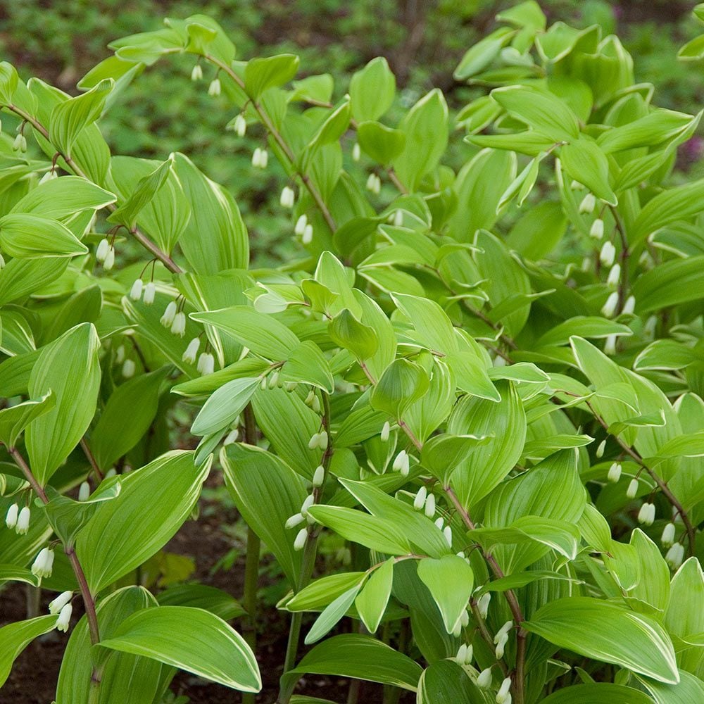 Polygonatum odoratum 'Variegatum'
