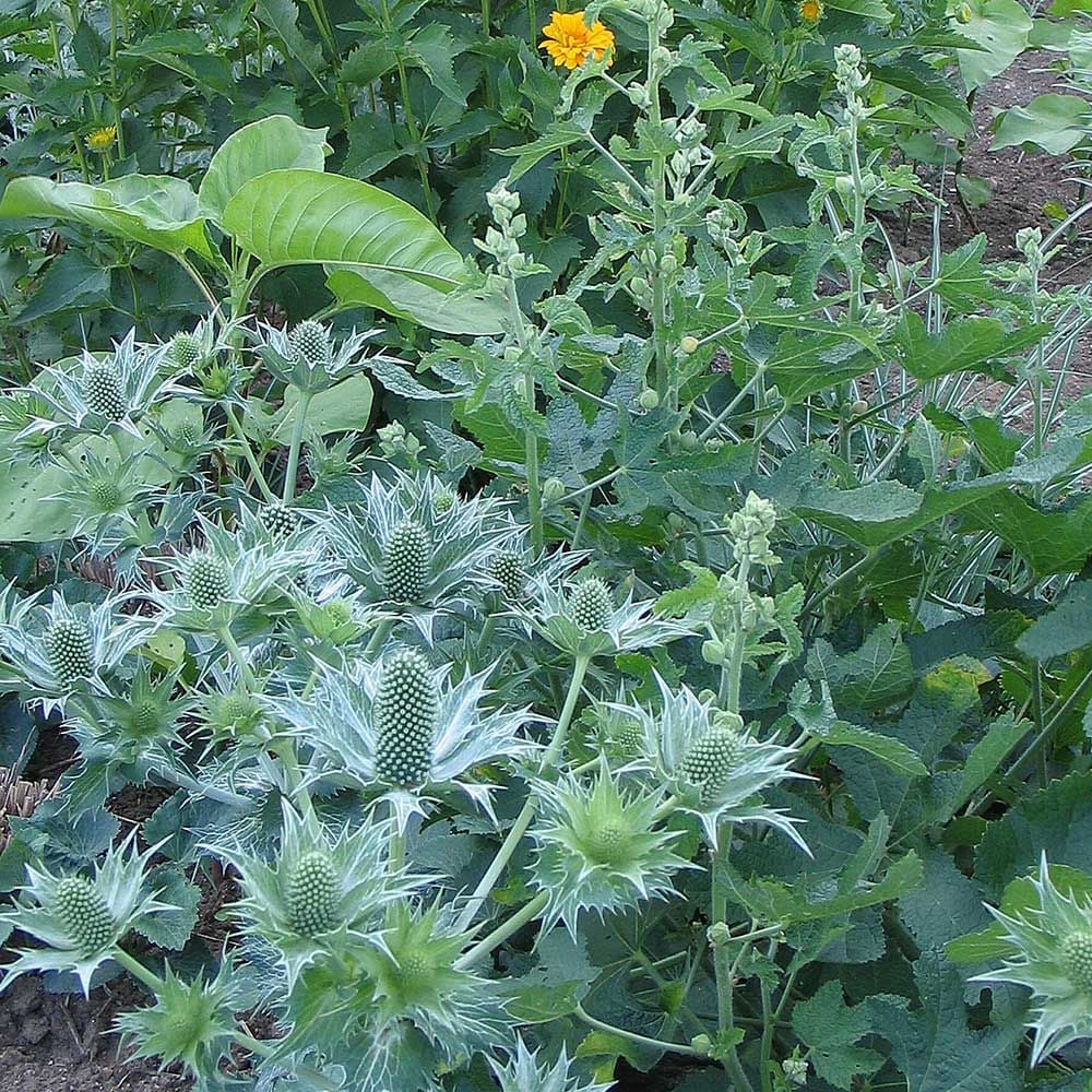 Eryngium giganteum Miss Willmott's Ghost