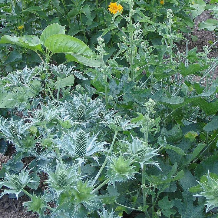 Eryngium giganteum Miss Willmott's Ghost