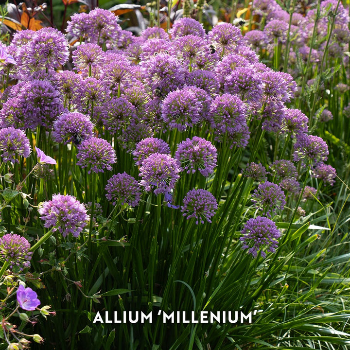 Start a Garden for Butterflies