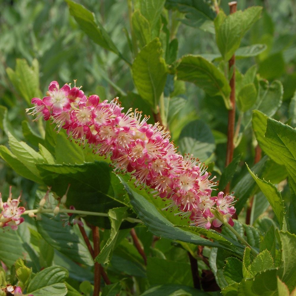 Clethra alnifolia 'Ruby Spice'