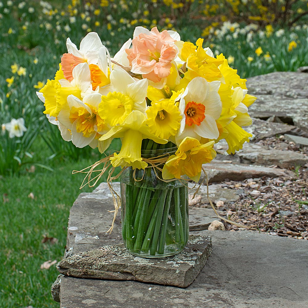 The Works Daffodil Mix
