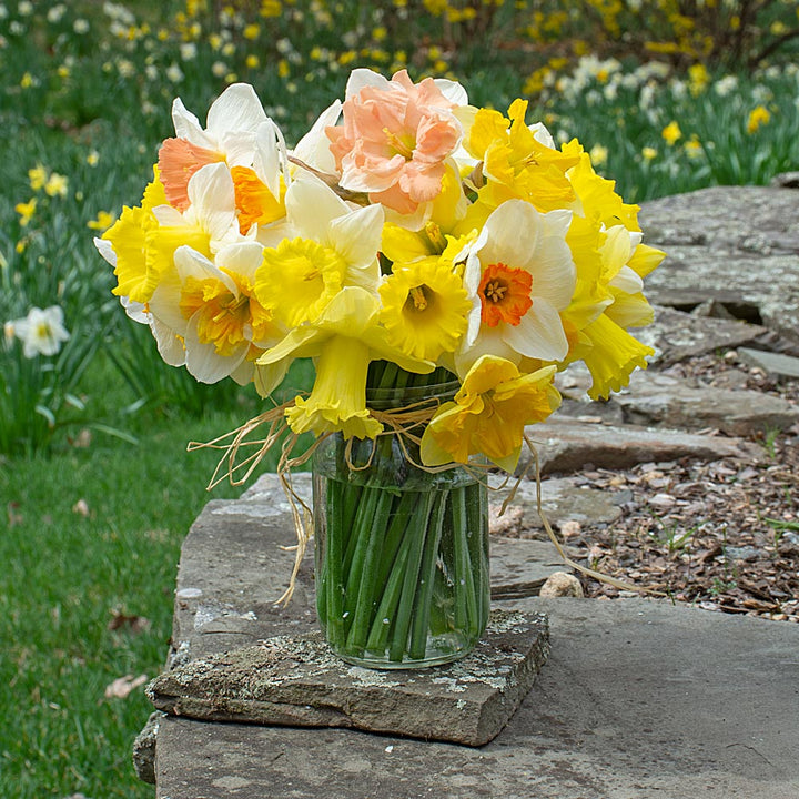 The Works Daffodil Mix