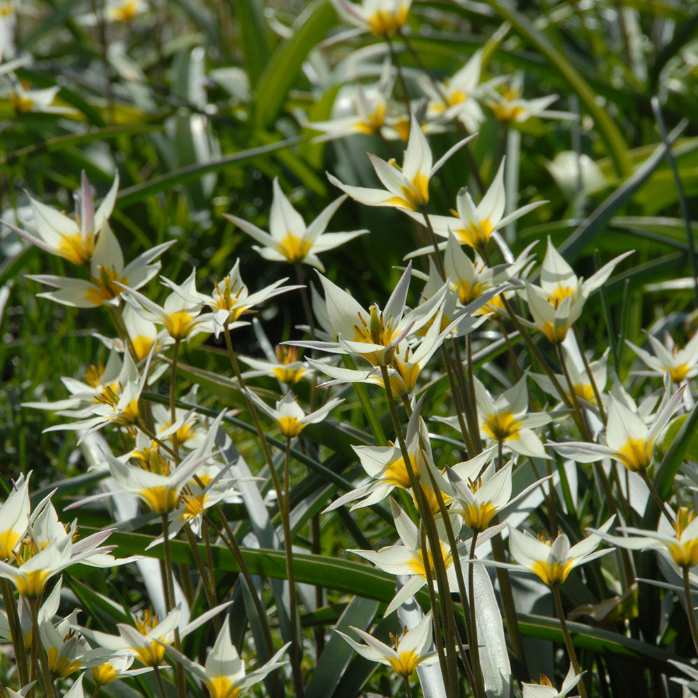 Little Stars of Spring Duo