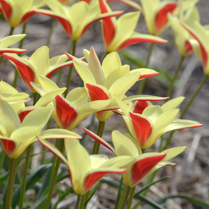 Tulip 'Tinka'