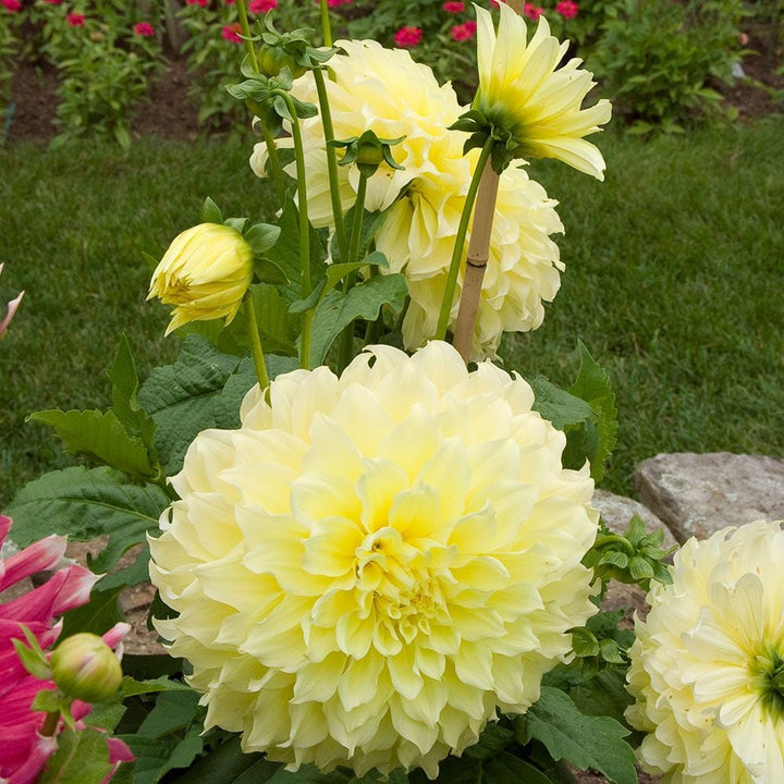 Dahlia 'Kelvin Floodlight'