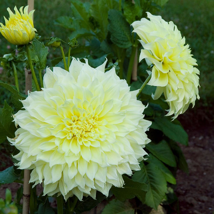 Dahlia 'Kelvin Floodlight'