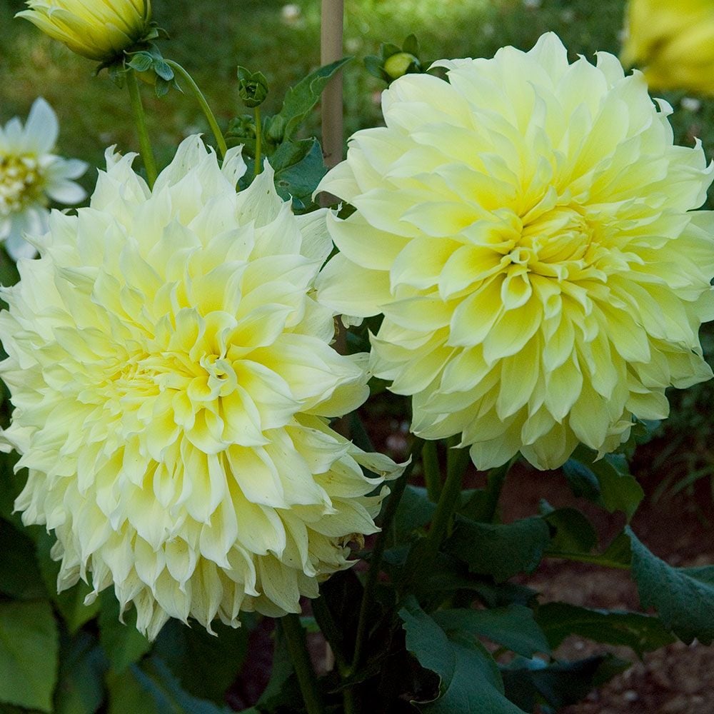 Dahlia 'Kelvin Floodlight'