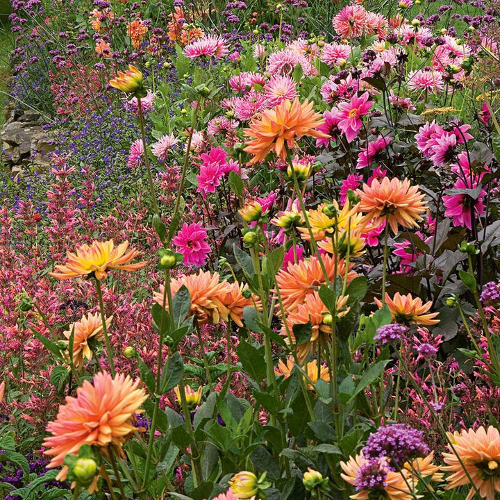 Last Hurrah Dahlia Coll - 5 Tubers