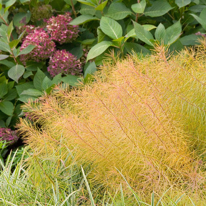 Amsonia hubrichtii